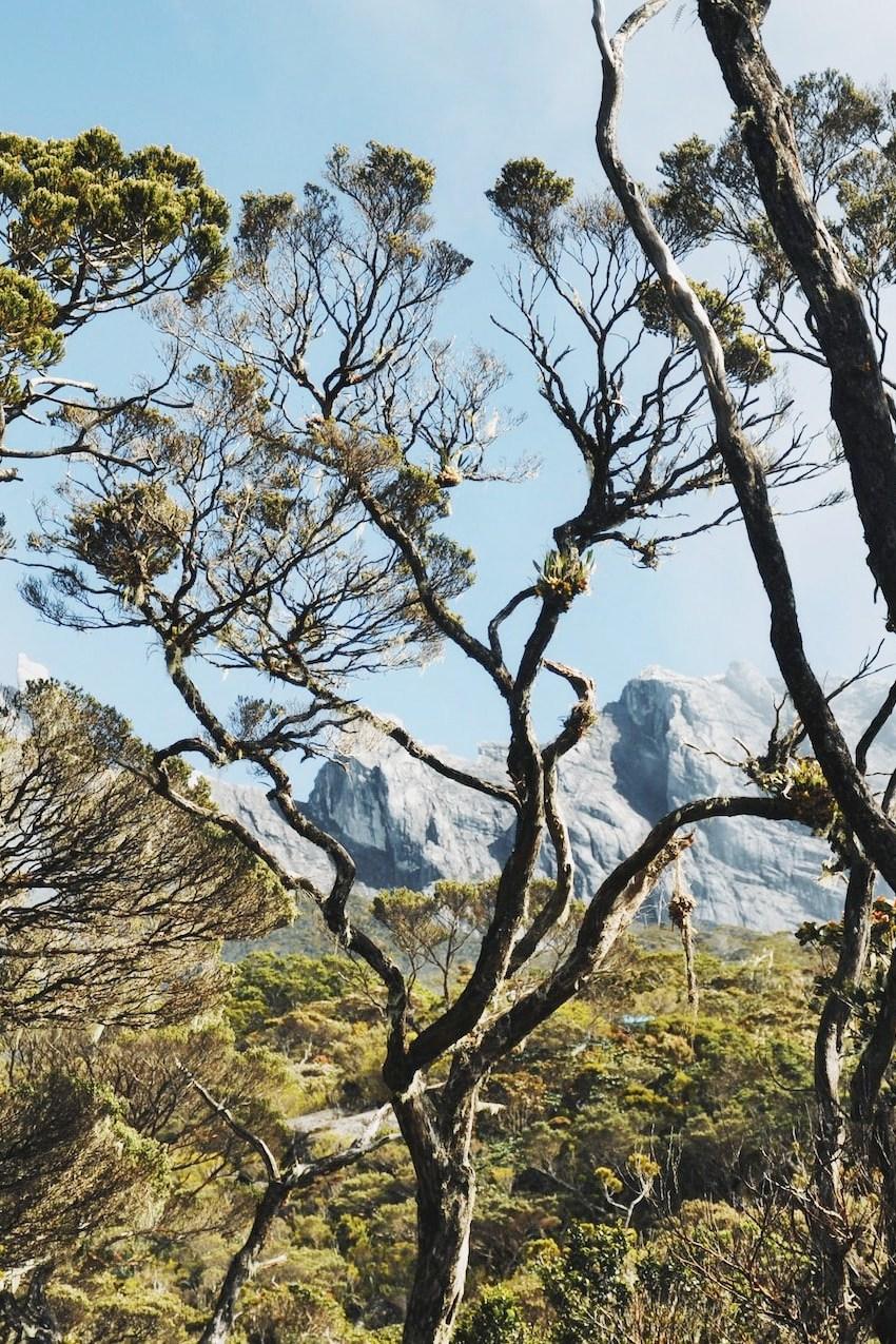 Gli insetti delle foreste tropicali della Malesia (gli-insetti-delle-foreste-tropicali-della-malesia) Познавательное