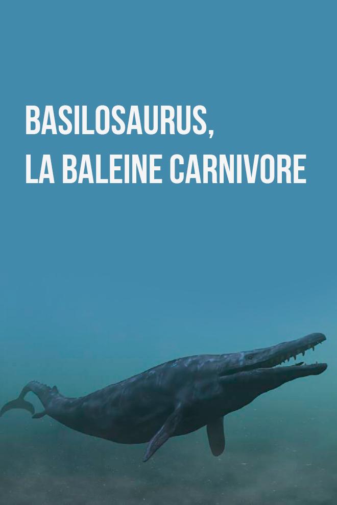 Basilosaurus, la baleine carnivore (basilosaurus-la-baleine-carnivore) Познавательное