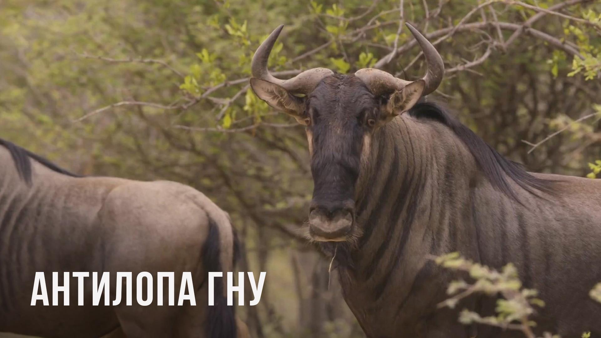 Антилопа Гну (antilopa-gnu) Познавательное