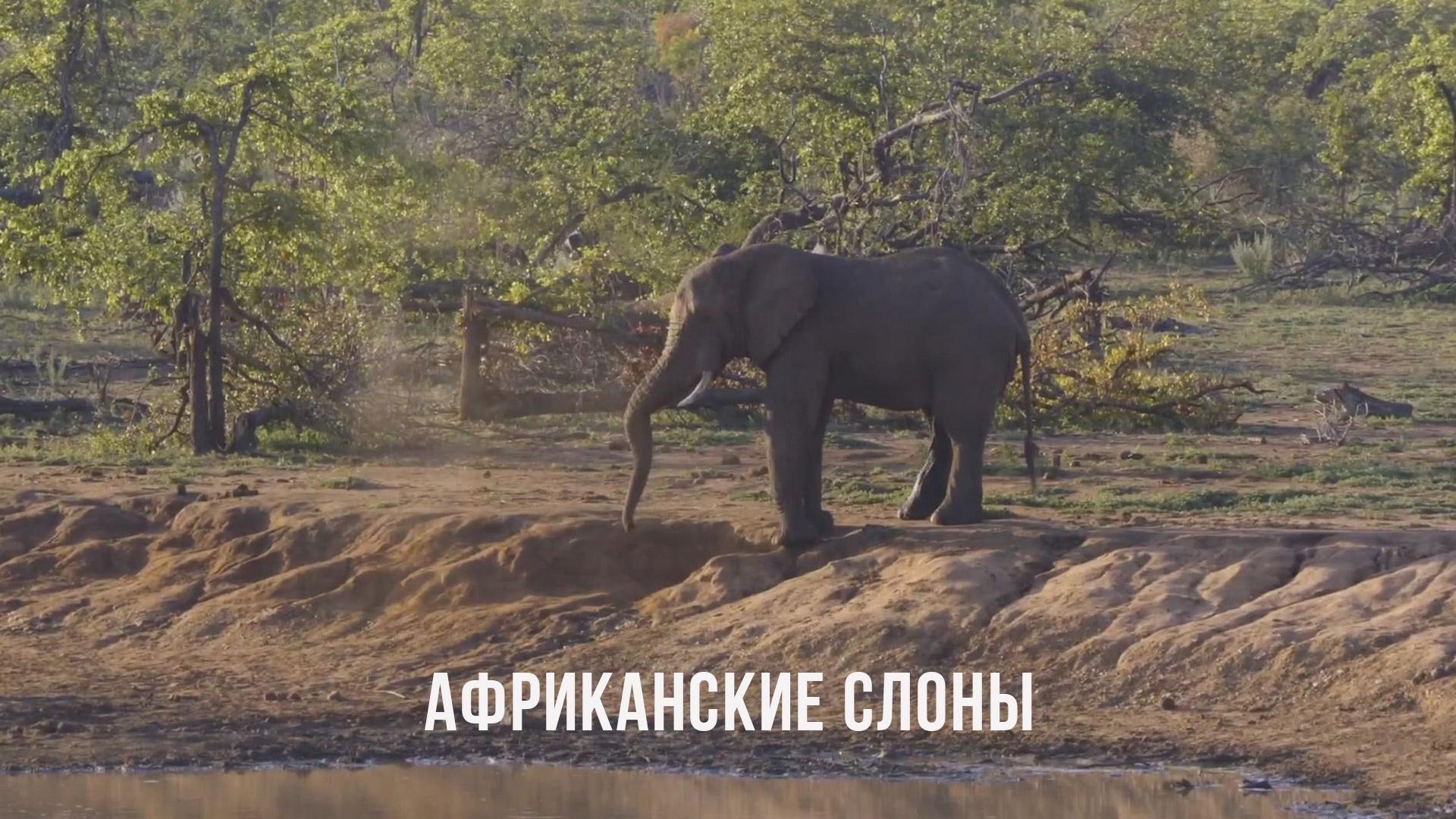 Африканские слоны (afrikanskie-slony) Документальный фильм
