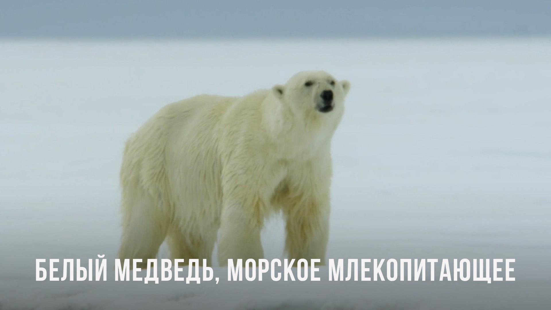 Белый медведь, морское млекопитающее (belyj-medved-morskoe-mlekopitajuschee) Документальный фильм