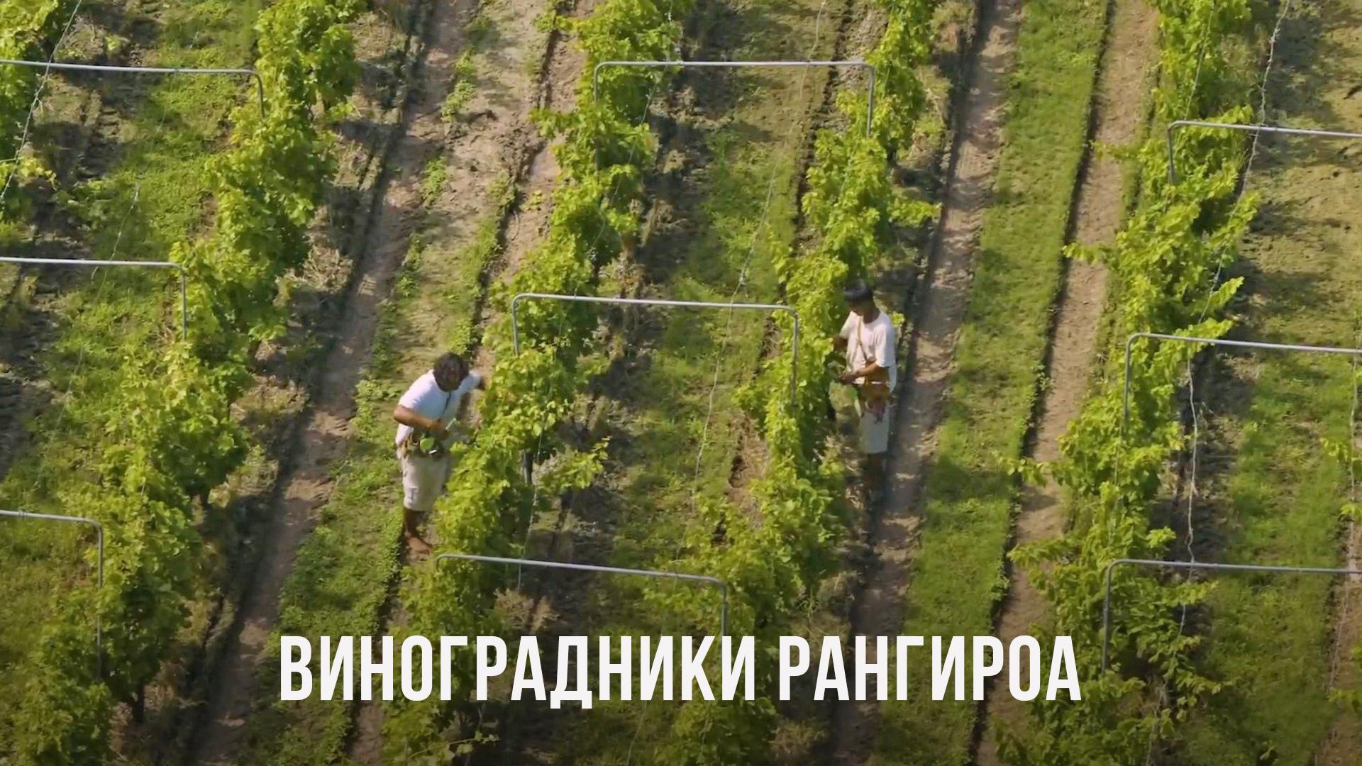 Виноградники Рангироа в Полинезии (vinogradniki-rangiroa-v-polinezii) Досуг, хобби