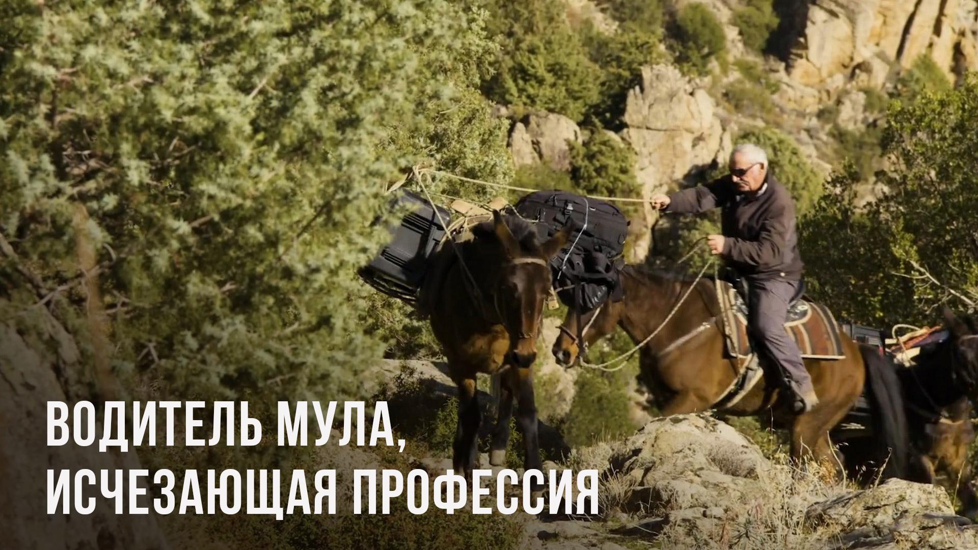 Водитель мула, исчезающая профессия на Корсике (voditel-mula-ischezajuschaja-professija-na-korsike) Документальный фильм