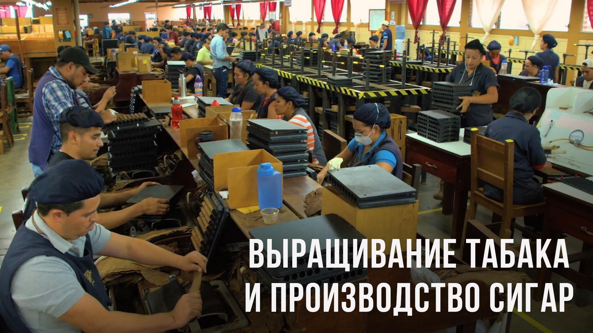 Выращивание табака и производство сигар в Гондурасе (vyraschivanie-tabaka-i-proizvodstvo-sigar-v-gondurase) Документальный фильм