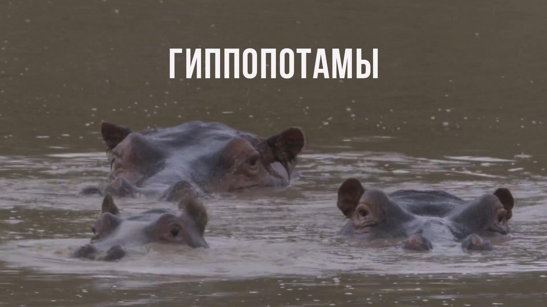 Гиппопотамы Южной Африки (gippopotamy-juzhnoj-afriki) Документальный фильм