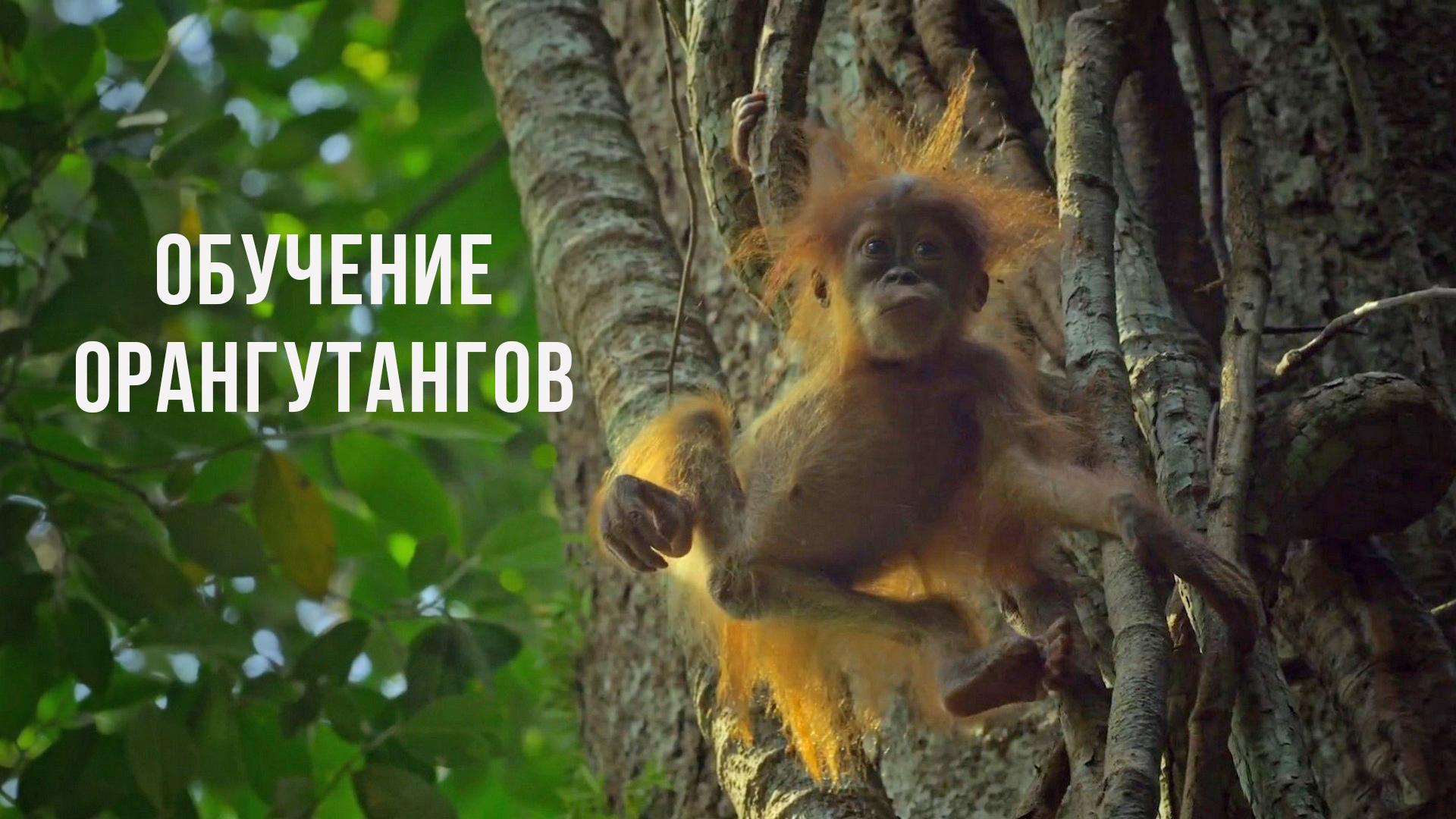 Обучение орангутангов (obuchenie-orangutangov) Документальный фильм