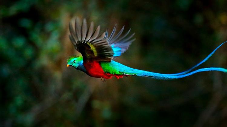 Постер Guatemala - Sauver le Quetzal, l'oiseau sacré des Mayas