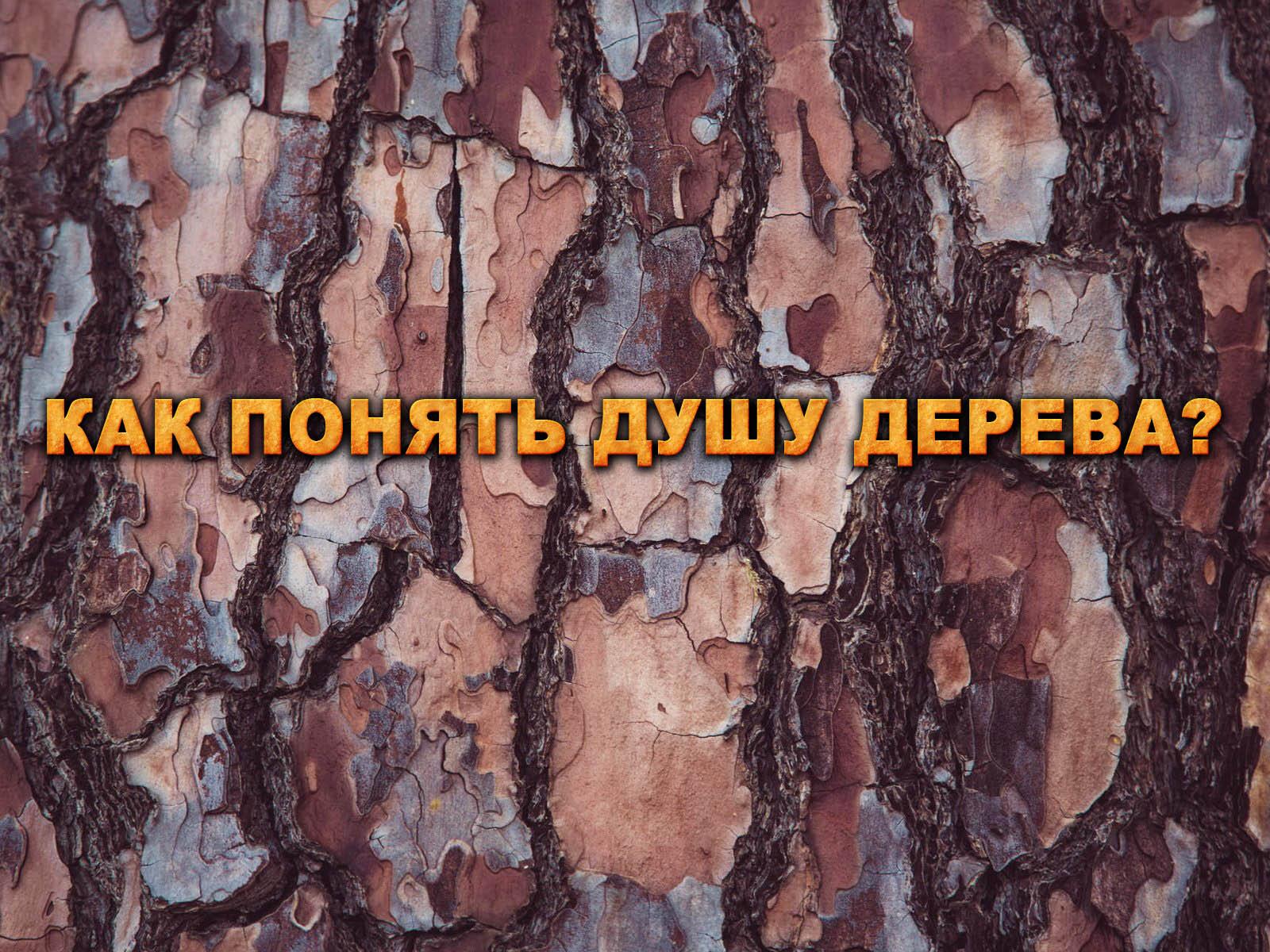 Как понять душу дерева? (kak-ponjat-dushu-dereva) Документальный фильм
