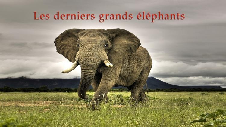 Постер Les derniers grands éléphants