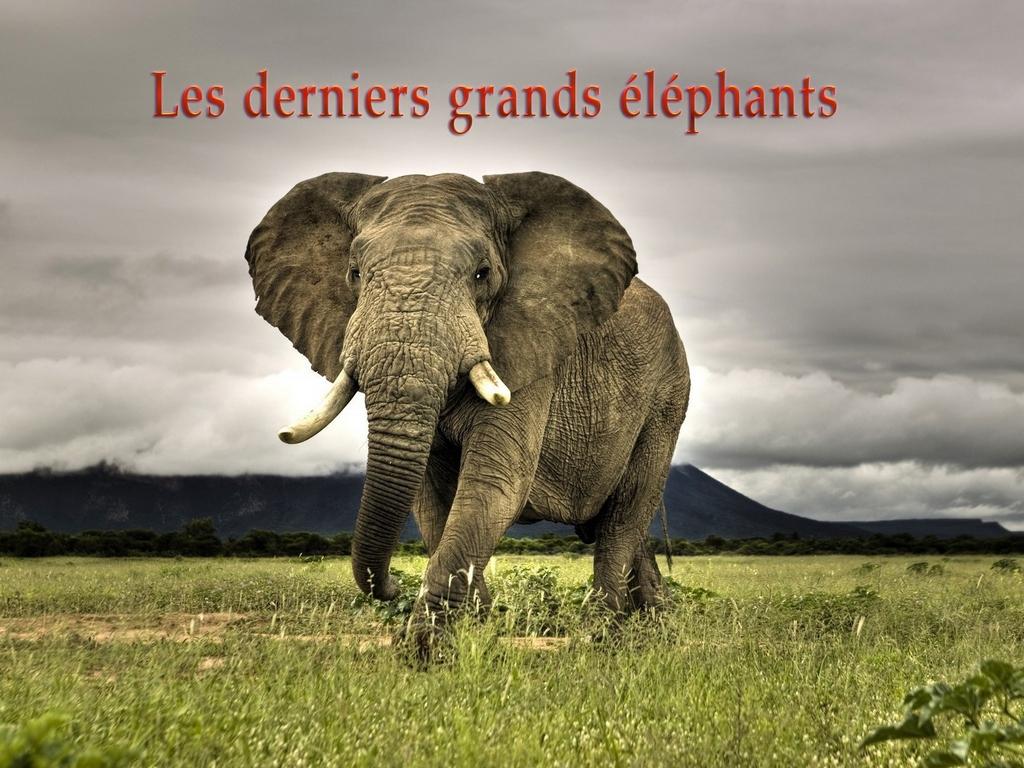 Les derniers grands éléphants (les-derniers-grands-lphants) Документальный фильм