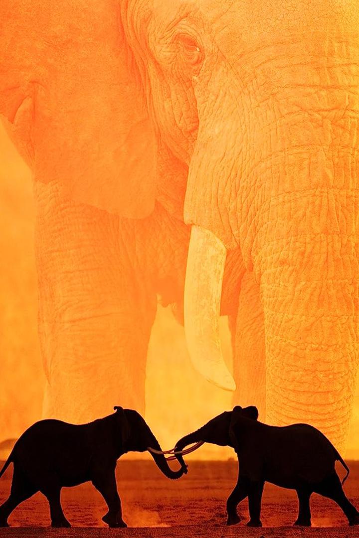 Battle For The Elephants (battle-for-the-elephants) Познавательное