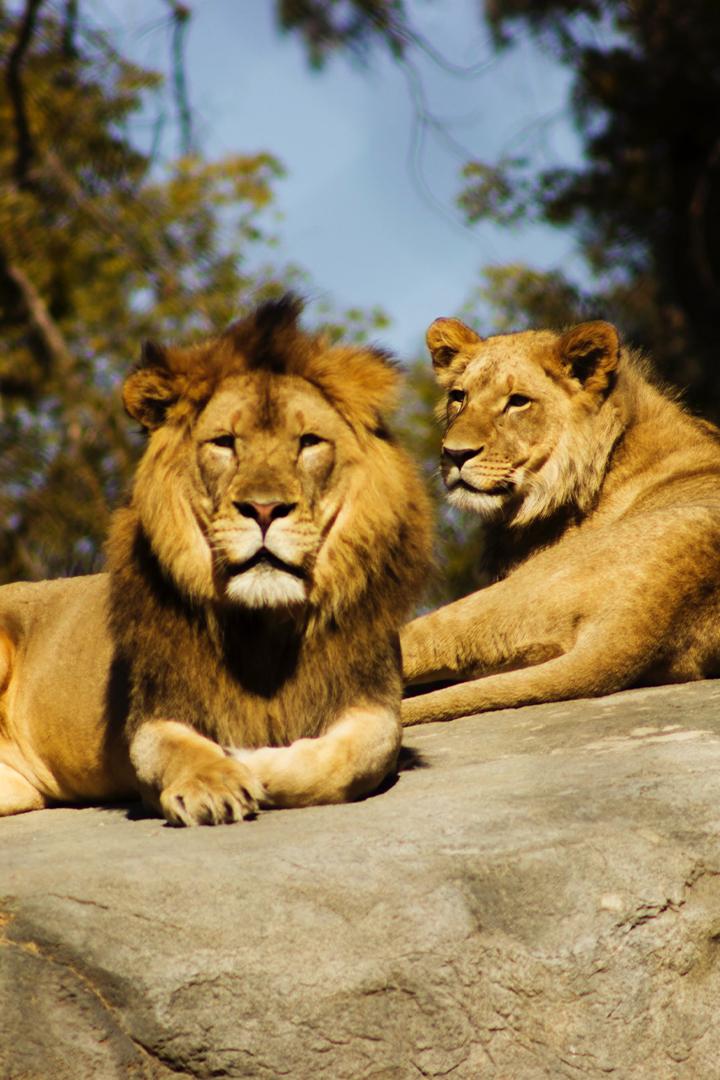 La vida en el África ardiente: Los leones de la sabana más seca (la-vida-en-el-frica-ardiente-los-leones-de-la-sabana-ms-seca) Документальный фильм