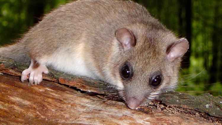 Постер Im Wald der Kobolde — Siebenschläfer im Spessart