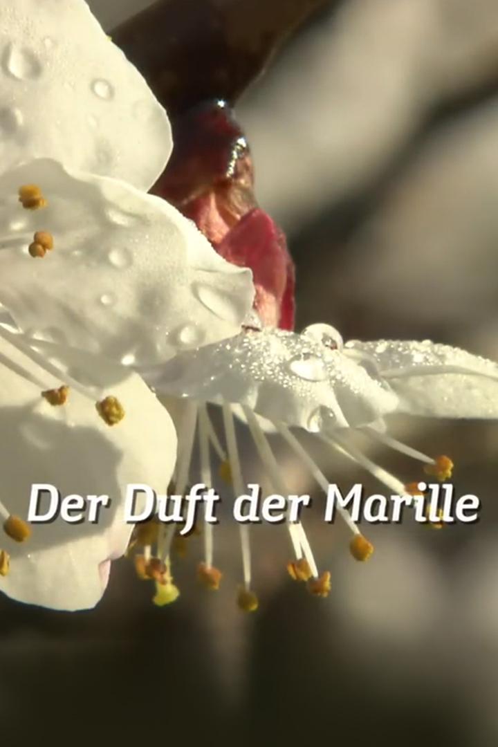 Der Duft der Marille-Die sonnige Frucht der Wachau (der-duft-der-marille-die-sonnige-frucht-der-wachau) Документальный фильм