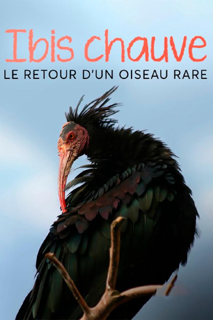 Der Waldrapp - Zugvogel im Aufwind (der-waldrapp-zugvogel-im-aufwind) Документальный фильм