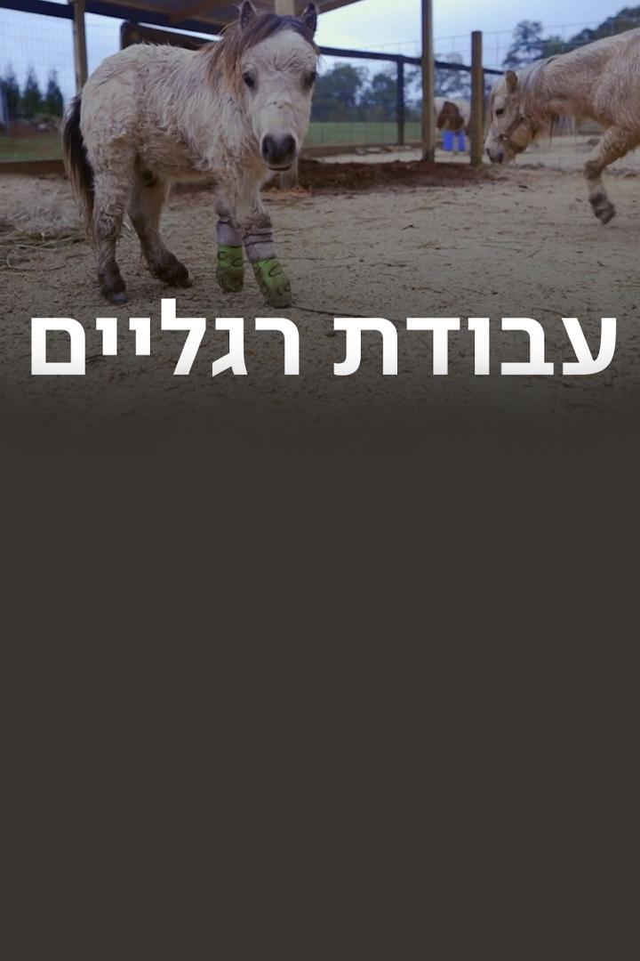 עבודת רגליים Другое