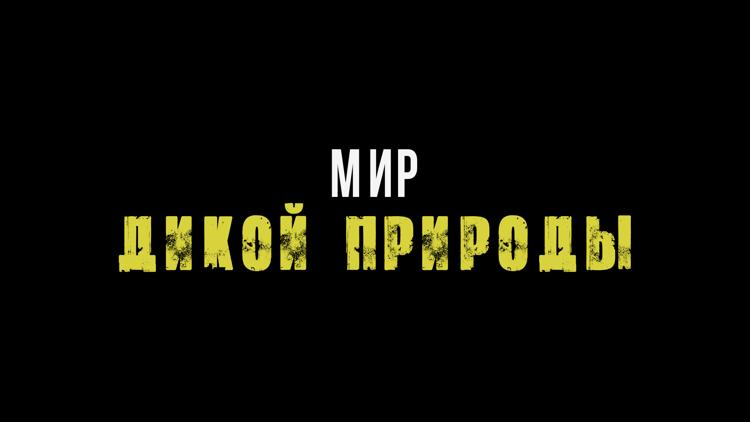 Постер Мир дикой природы