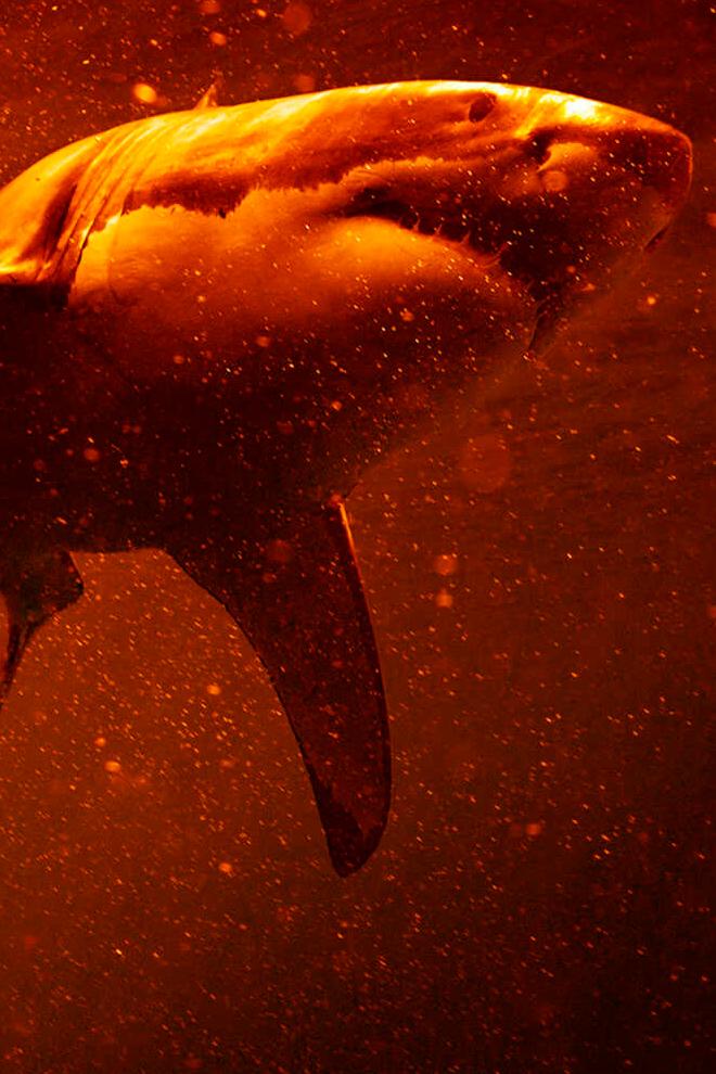 Sharkcano: Hawaii-101 (sharkcano-hawaii-101) Документальный фильм