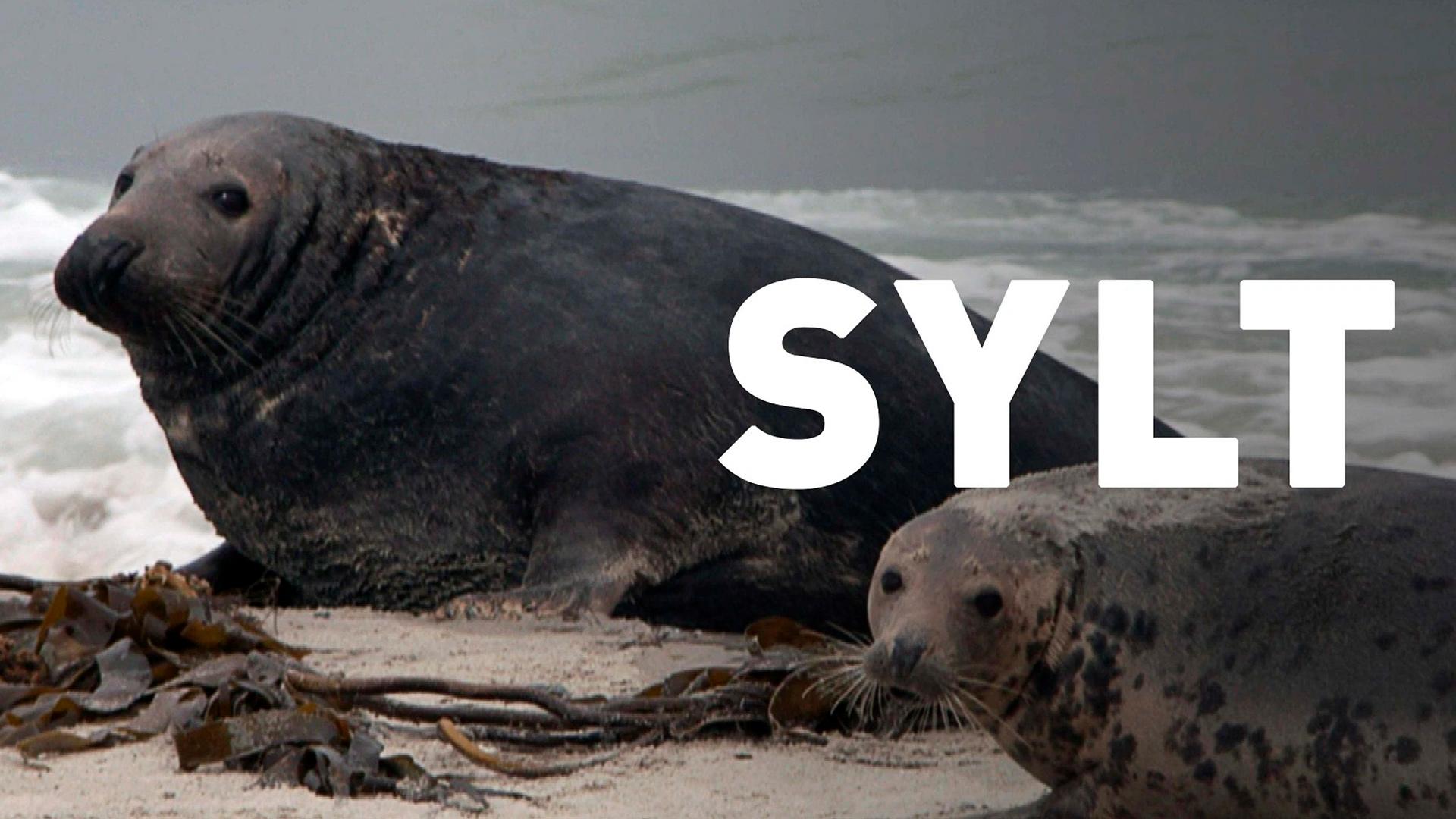 Sylt - Wellen, Wind und Watt (sylt-wellen-wind-und-watt) Документальный фильм