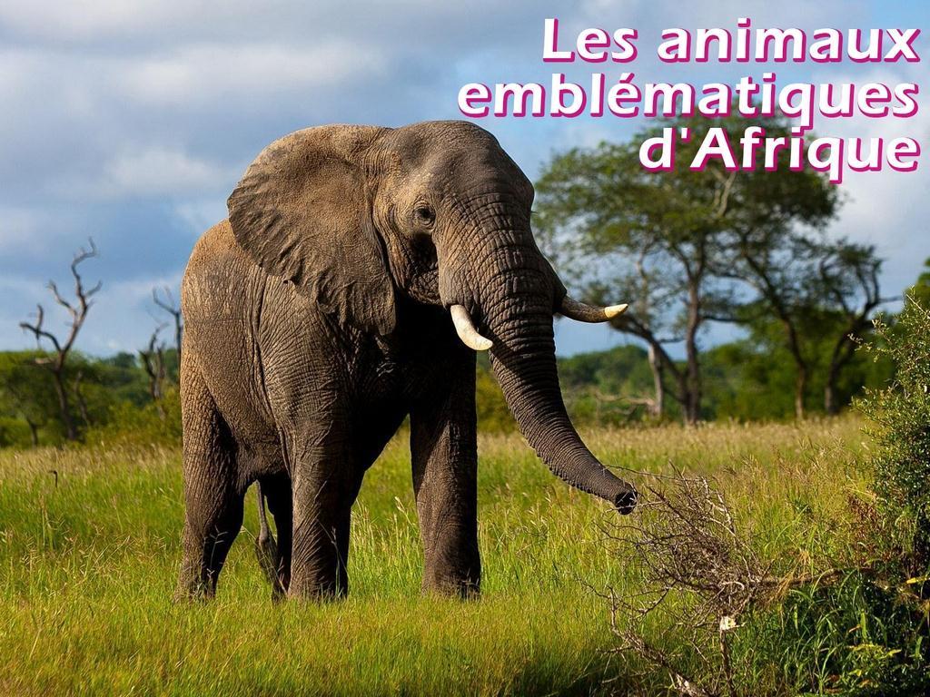 Les animaux emblématiques d'Afrique (les-animaux-emblmatiques-dafrique) Познавательное