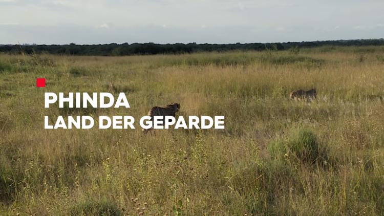 Постер Phinda – Land der Geparde