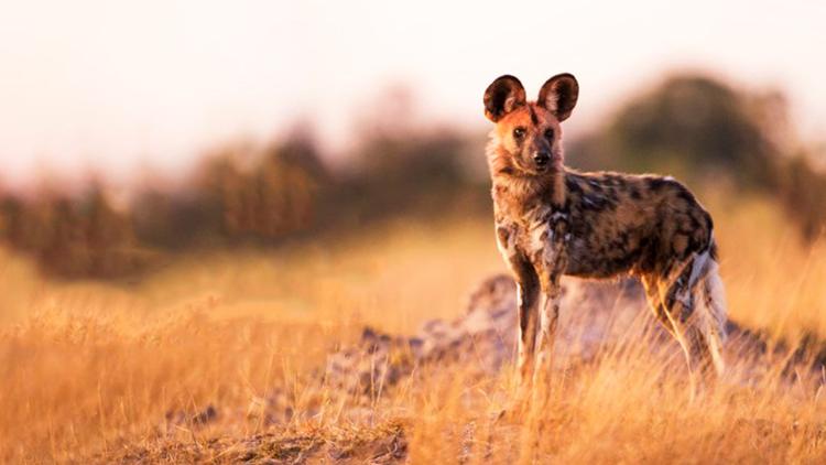 Постер Sur la piste des chiens sauvages d'Afrique