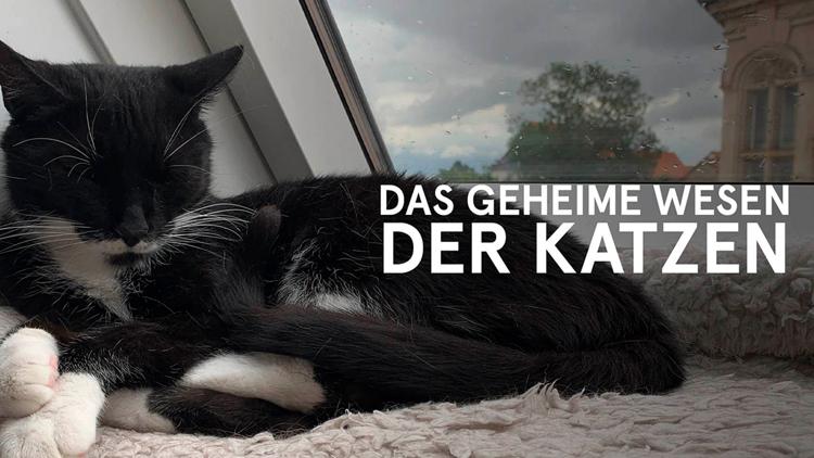 Постер Das geheime Wesen der Katzen