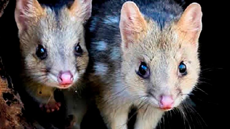 Постер La ferme des chats marsupiaux : Un refuge en Tasmanie