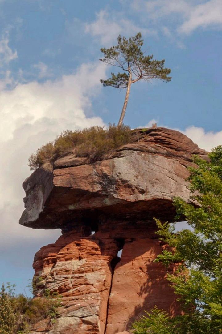 Der Pfälzerwald rund ums Jahr (der-pflzerwald-rund-ums-jahr) Документальный сериал
