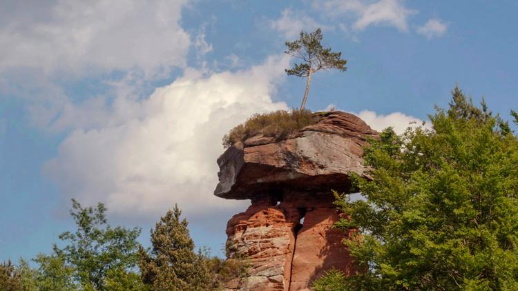 Постер Der Pfälzerwald rund ums Jahr