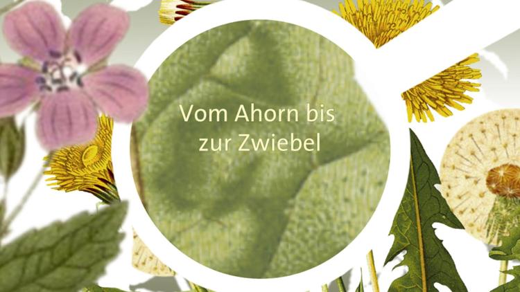 Постер Vom Ahorn bis zur Zwiebel