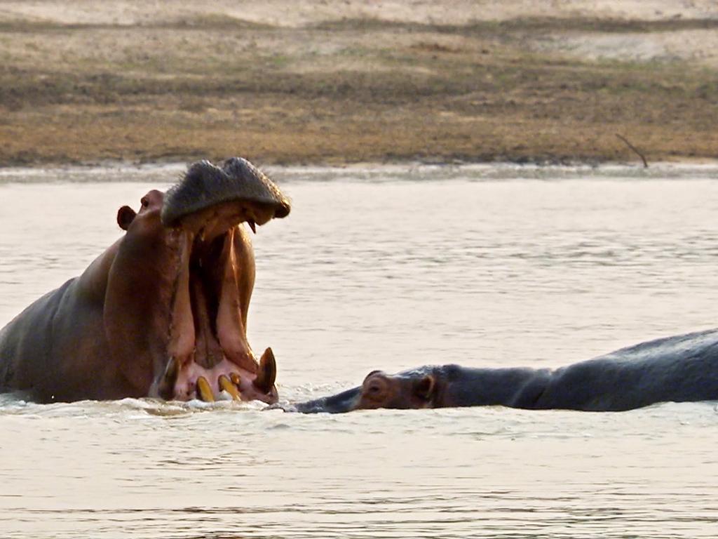 Вся правда о крокодилах (vsja-pravda-o-krokodilah) Документальный фильм