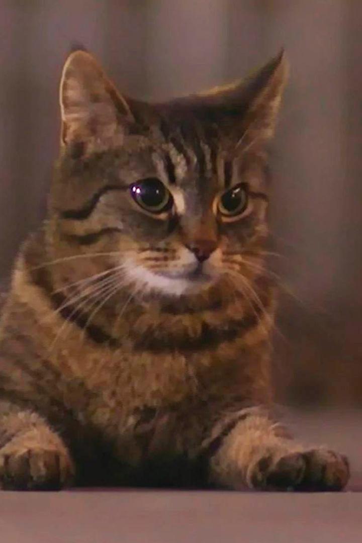 Wilde Miezen - Katzen allein unterwegs (wilde-miezen-katzen-allein-unterwegs) Документальный фильм