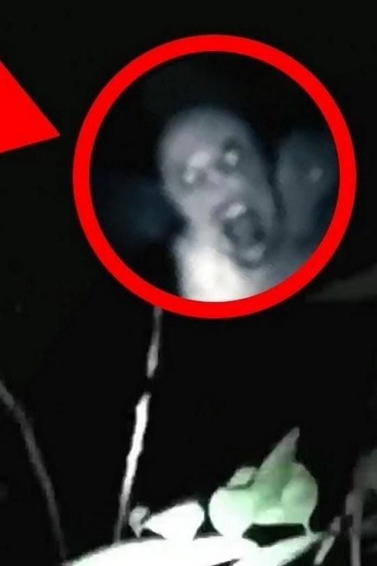 8 страшных видео в лесу снятых на камеру (8-strashnyh-video-v-lesu-snjatyh-na-kameru) Досуг, хобби