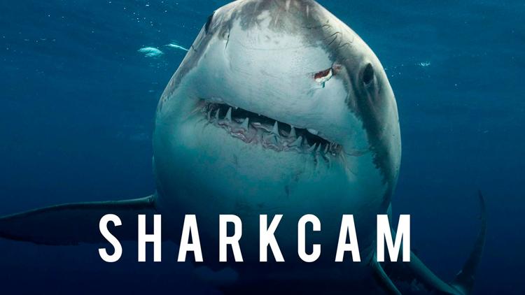 Постер Sharkcam