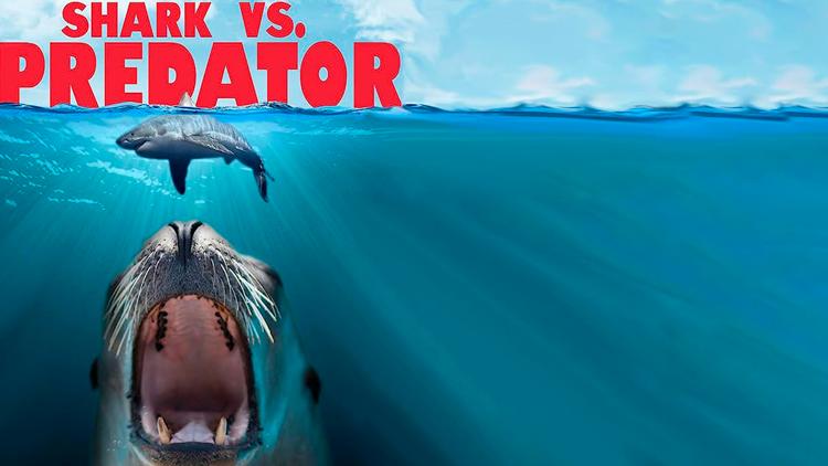 Постер Shark vs. Predator Showdown