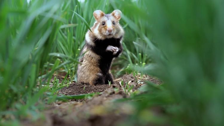 Постер Der kleine Held vom Hamsterfeld