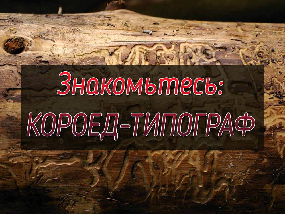 Знакомьтесь: короед-типограф (znakomtes-koroed-tipograf) Документальный фильм