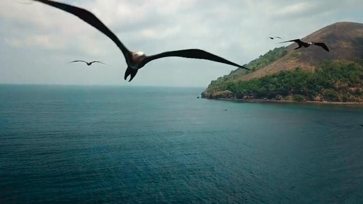 Постер Into the Blue: The Wonders of the Coral Triangle