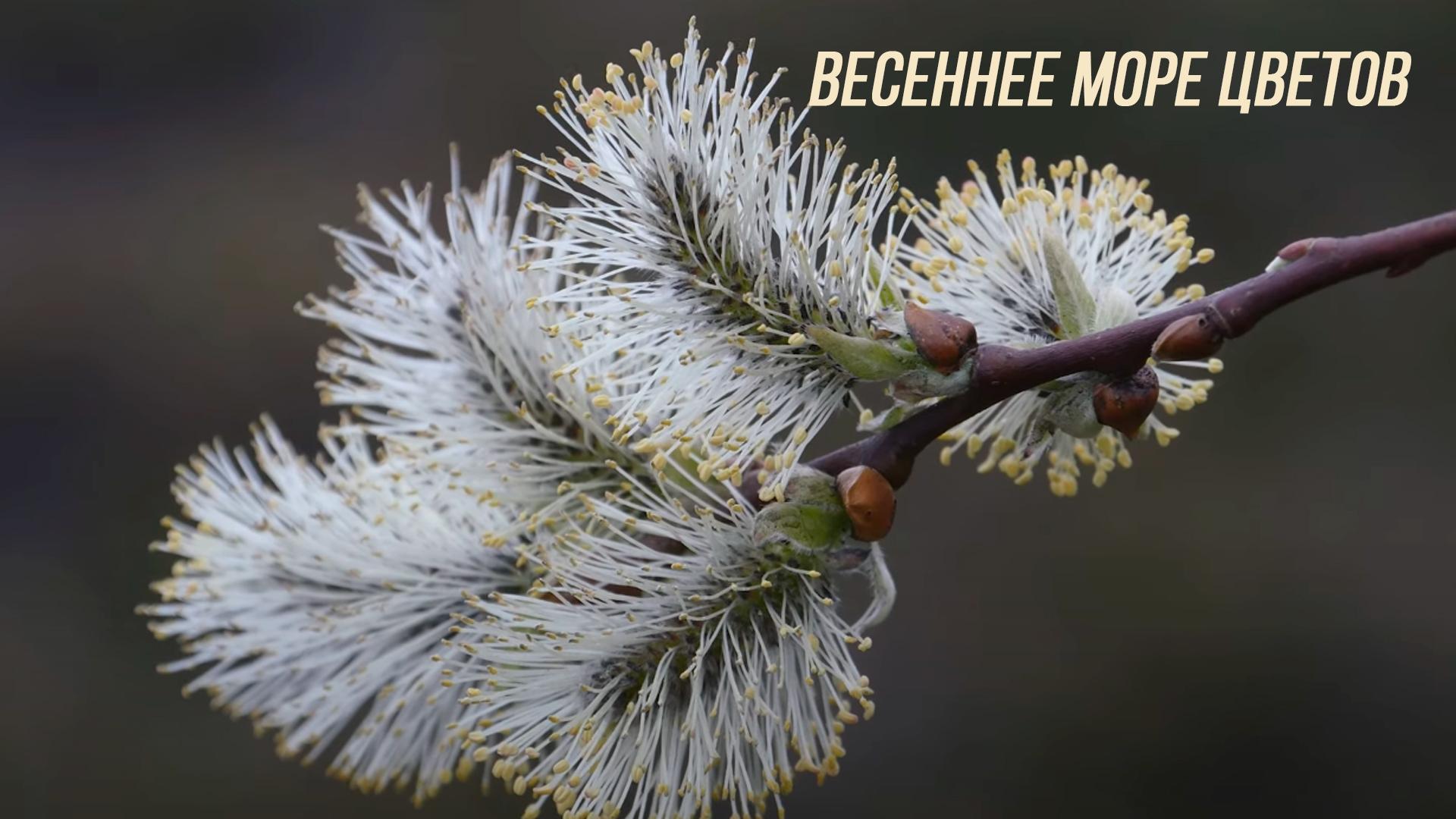 Весеннее море цветов (vesennee-more-tsvetov) Досуг, хобби