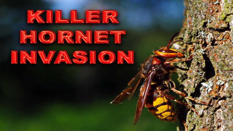 Постер Killer Hornet Invasion