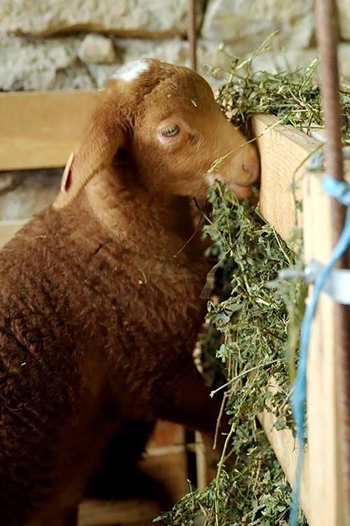 Agriculture et effet de serre (agriculture-et-effet-de-serre) Познавательное