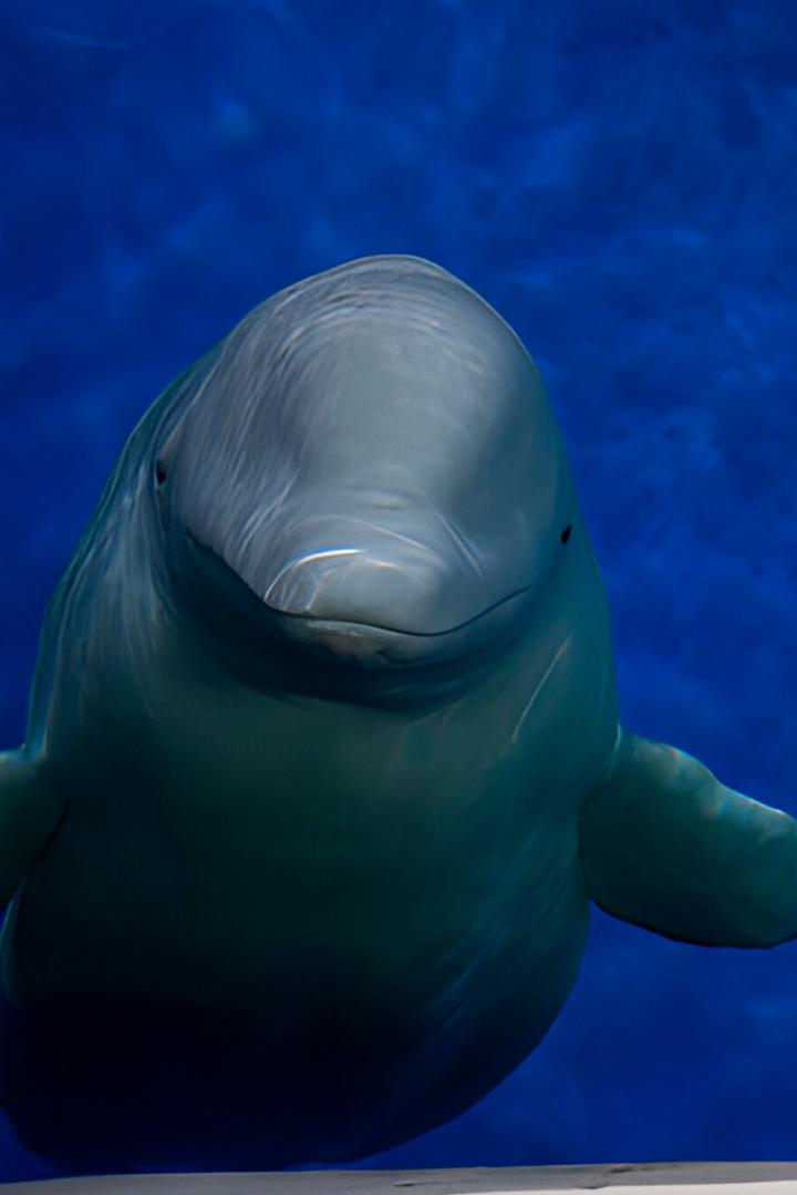 The Great Whale Rescue (the-great-whale-rescue) Документальный сериал