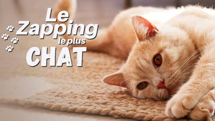 Постер Le zapping le plus chat