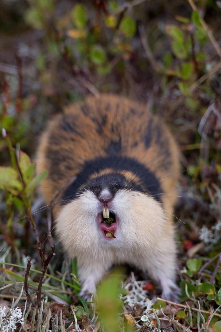 Lemming - El Pequeño Gigante Del Norte (lemming-el-pequeo-gigante-del-norte) Документальный фильм