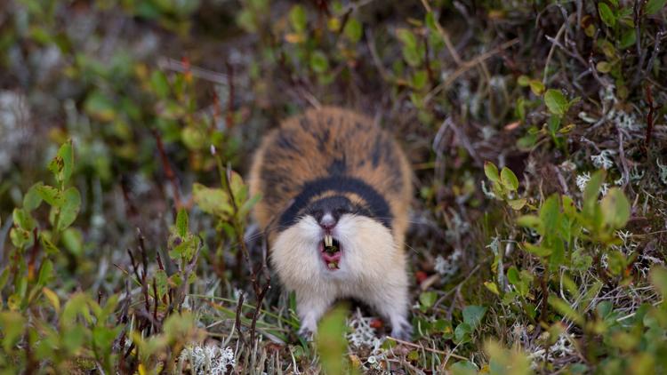 Постер Lemming - El Pequeño Gigante Del Norte