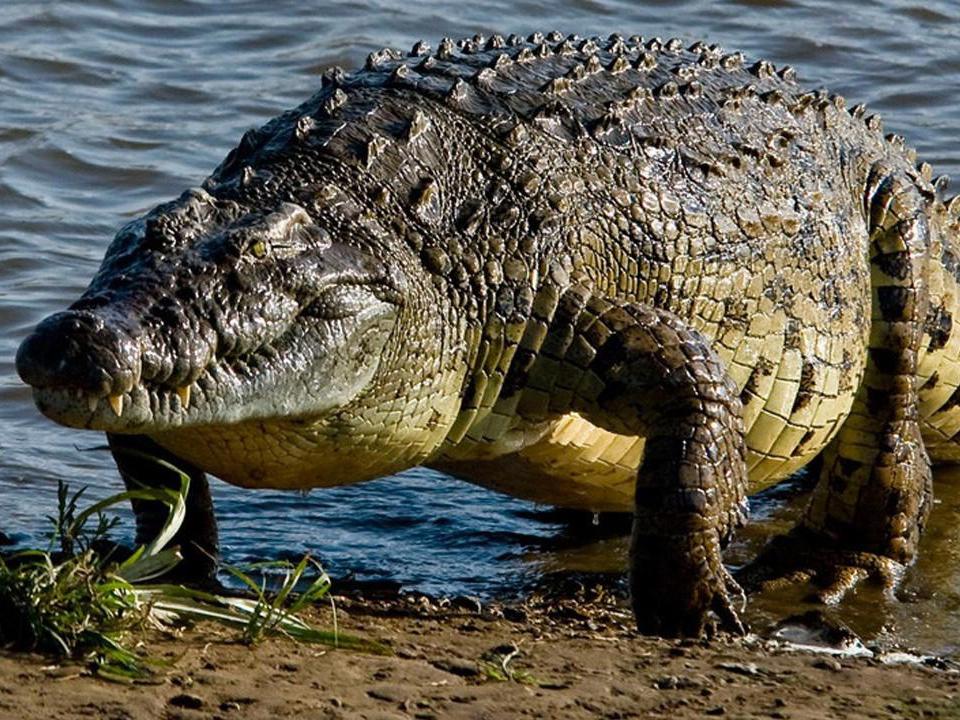 Крокодильи разборки (krokodili-razborki) Документальный фильм