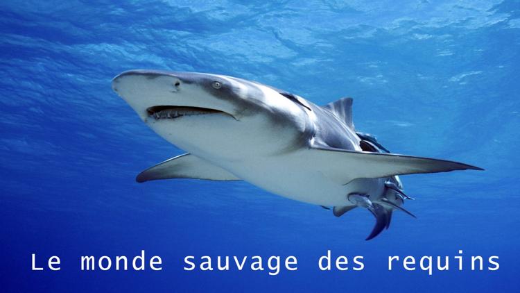 Постер Le monde sauvage des requins