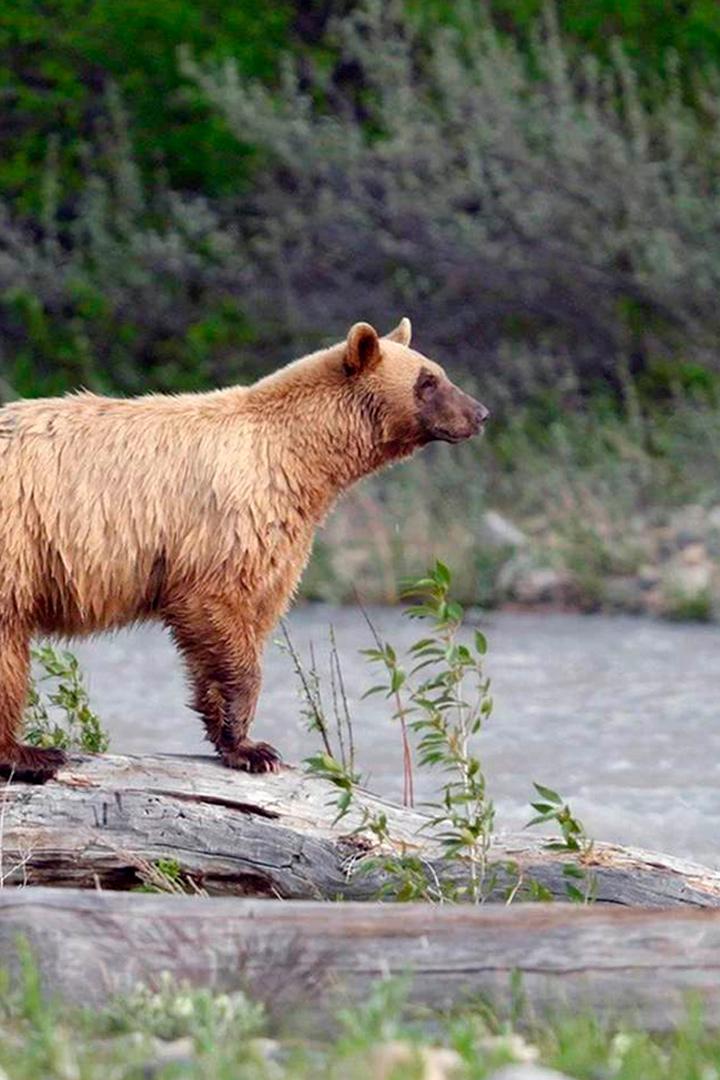 Kanadas Nationalparks (kanadas-nationalparks) Познавательное