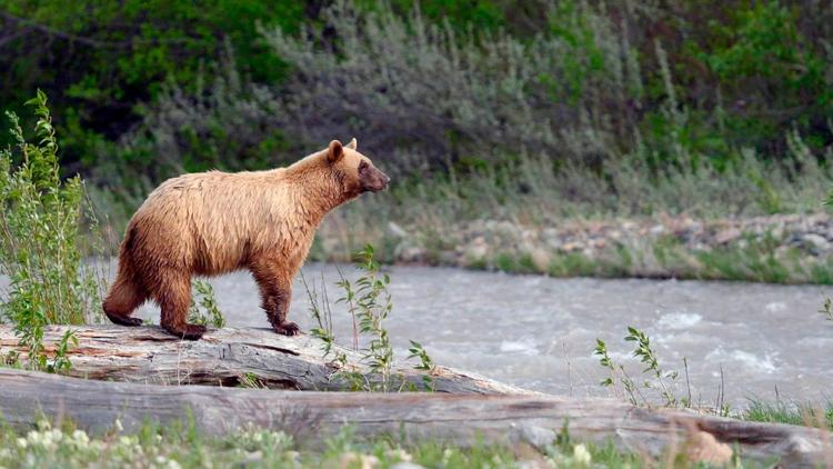 Постер Kanadas Nationalparks